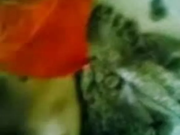 লিণ্ডা প্ৰেমিকা তাইৰ শহুৰেকৰ ঘৰত tits আৰু ভোদা দেখুৱাই - jp sexy film man spread