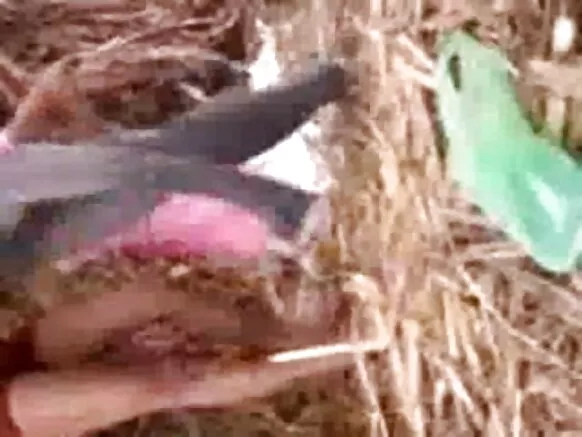 উত্তৰ ভাৰতৰ হট ছোৱালীয়ে প্ৰেমিকৰ সৈতে ফিল্ডত মজা কৰিছে চেক্সি ব্লু চিনেমাৰ কমেডী