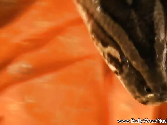 চেক্সি ফিল্ম বলীউড এনিমেল ৱালাৰ গোপন কথা কয় লাভলী লেডী